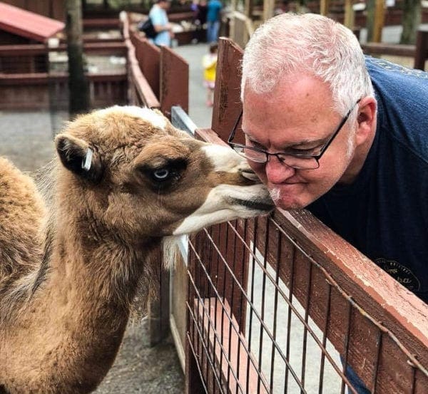 A man getting licked by a llama.