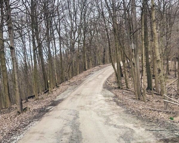 A single-lane road in the woods.