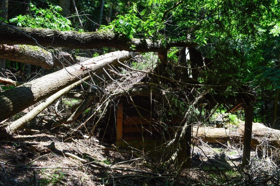 A large tree that feel into a shelter.