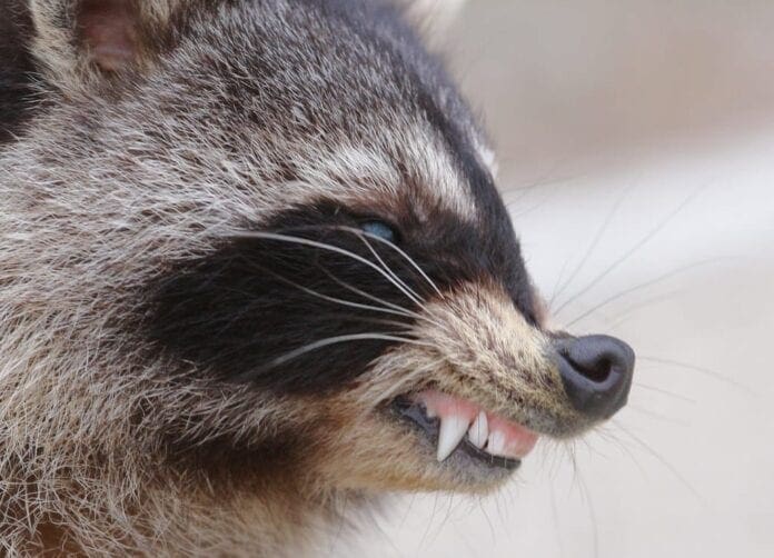 An angry raccoon.