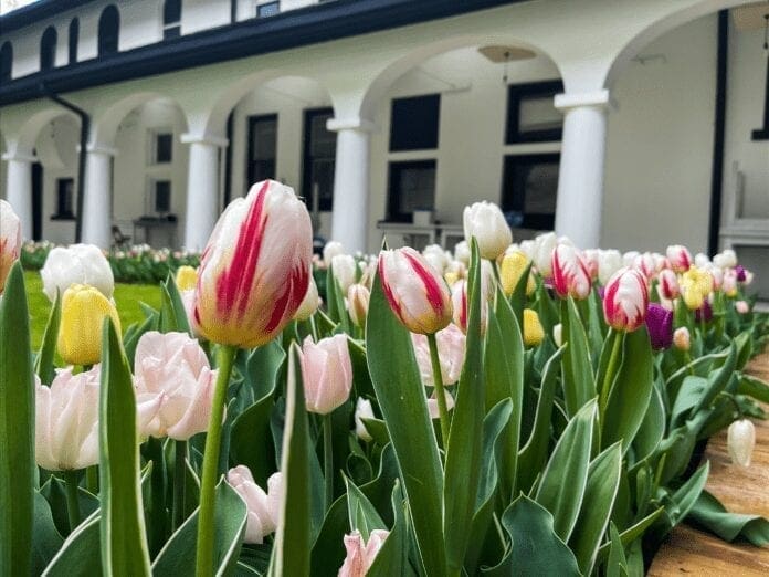 Flowers around a yard.