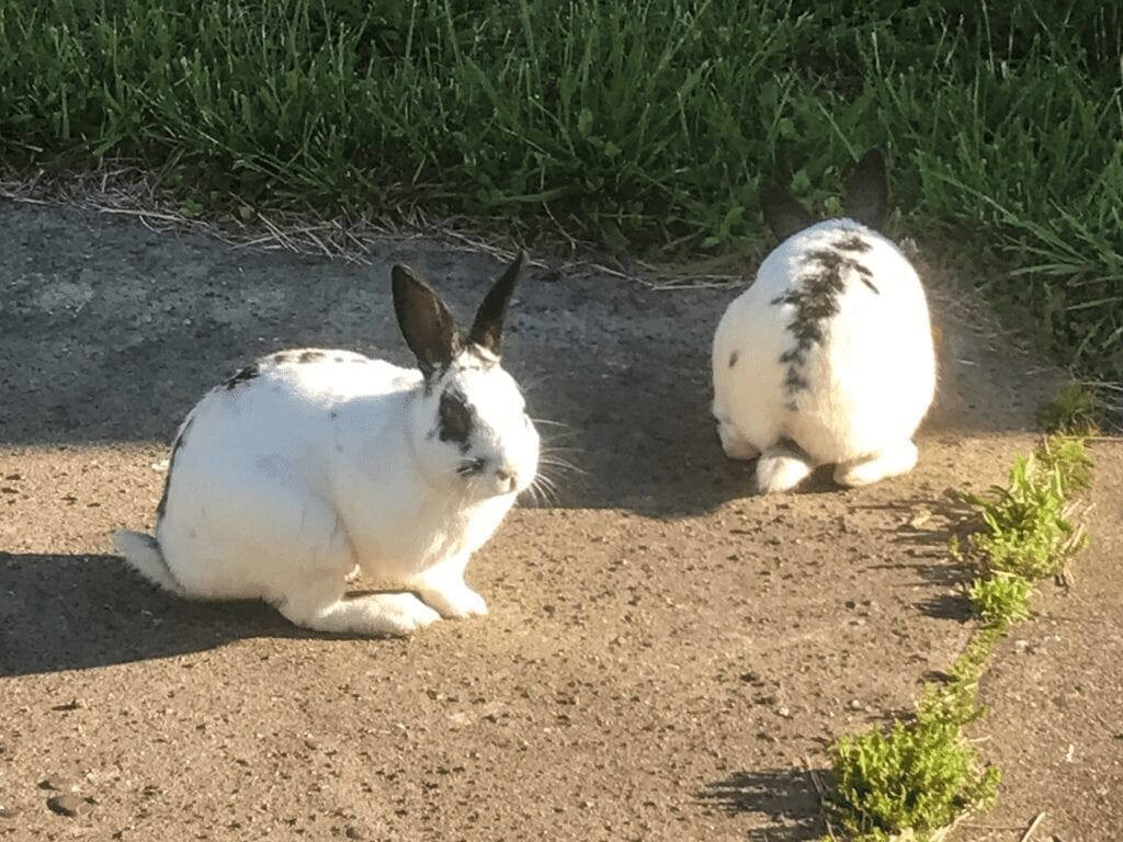 Two rabbits on a sidewalk.