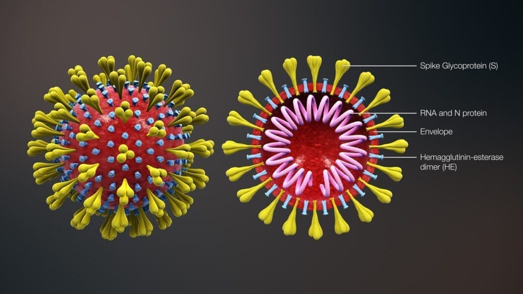 An image of a germ cell.