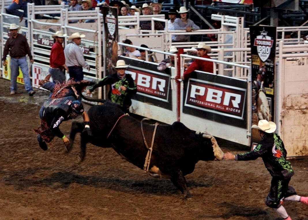 A man riding a bull.