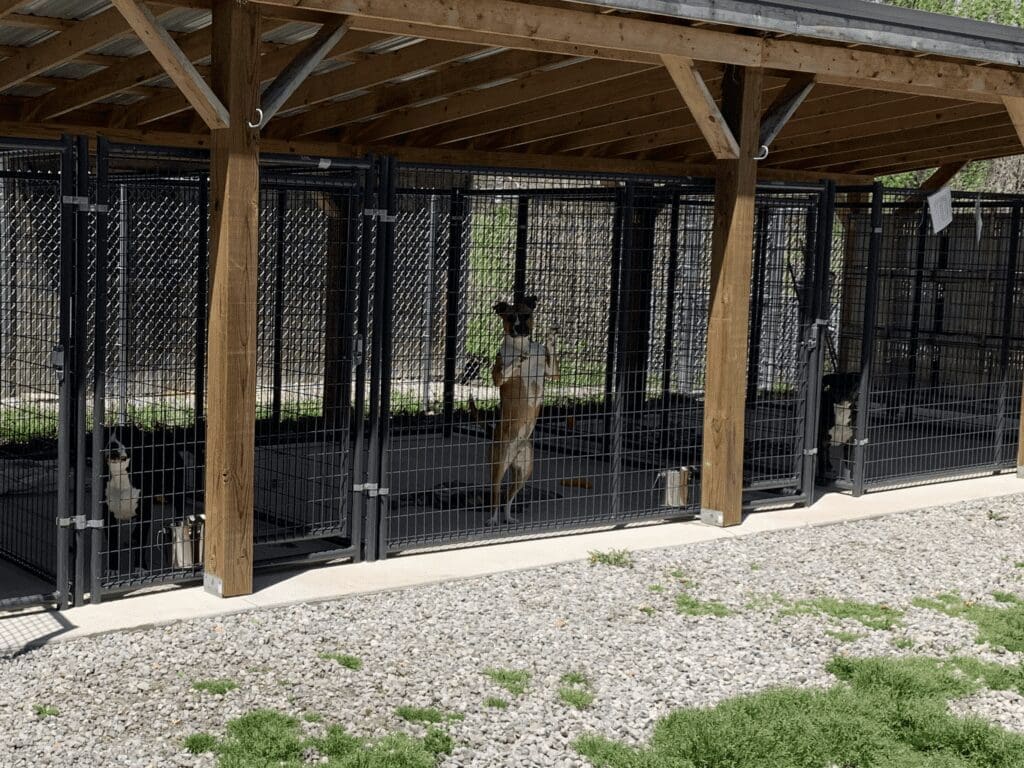 A dog in a kennel.