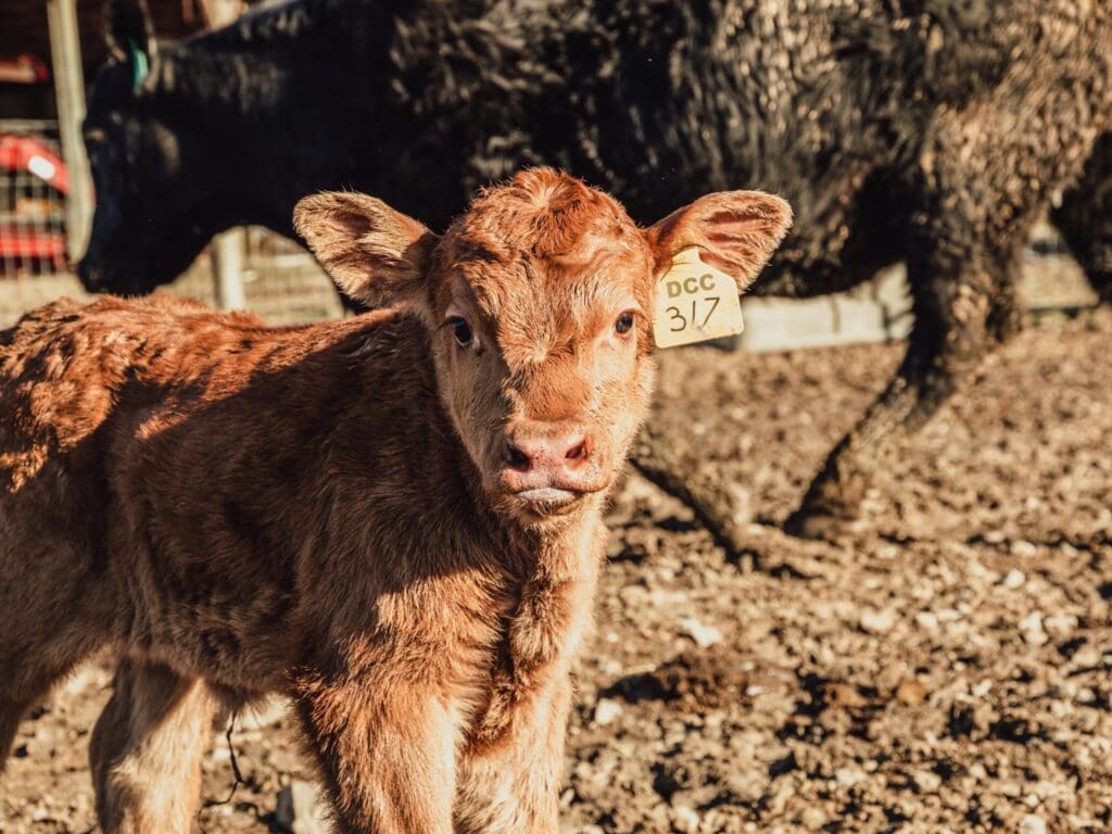 A cow-calf.