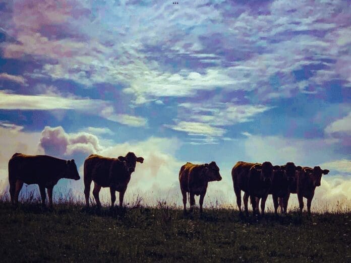 FA037508-B890-436B-A63A-C15AD2963A0B A number of cows at sunset.