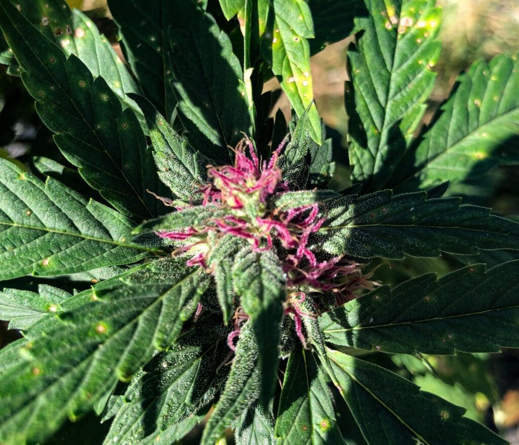 A cannabis plant.